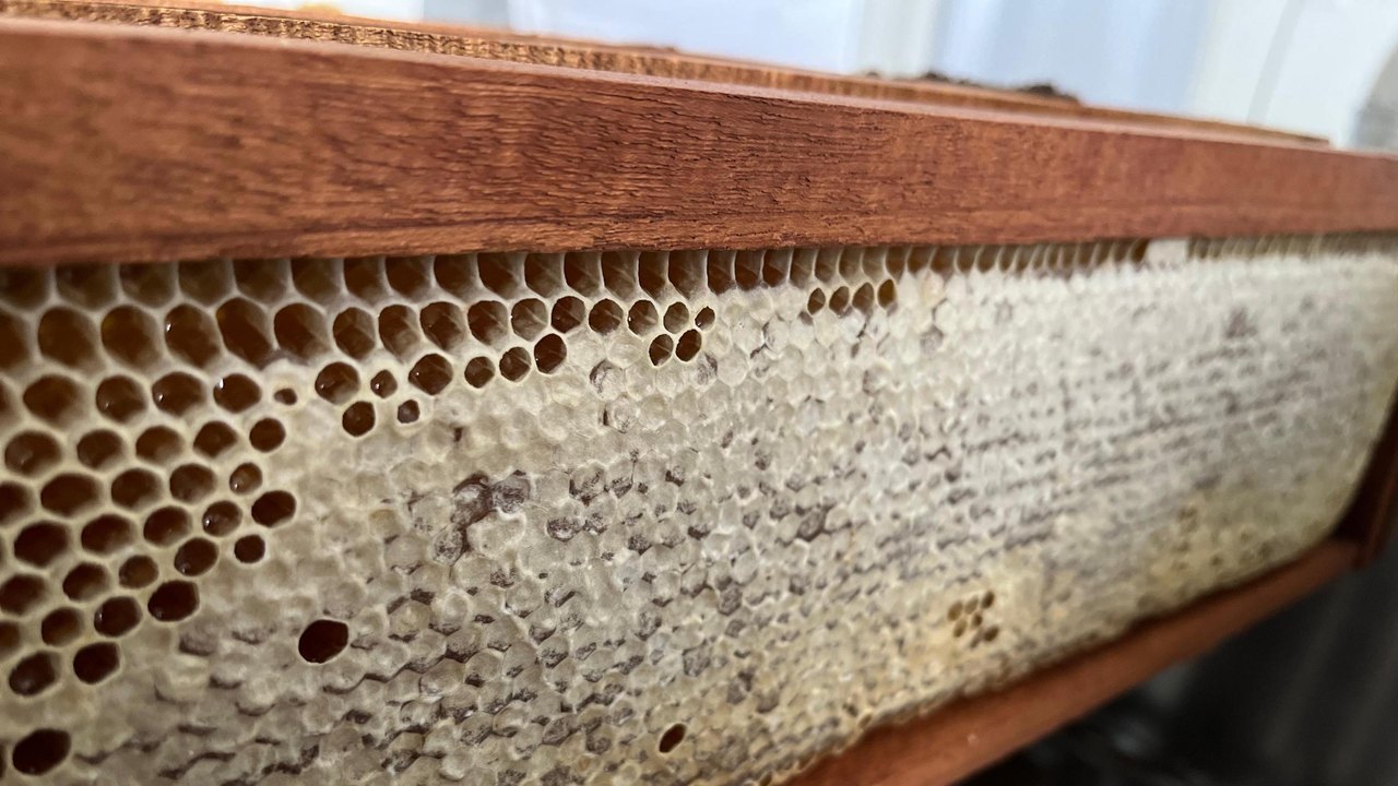 Câmara Setorial da Apicultura e Meliponicultura promove Feira do Mel na Seagri