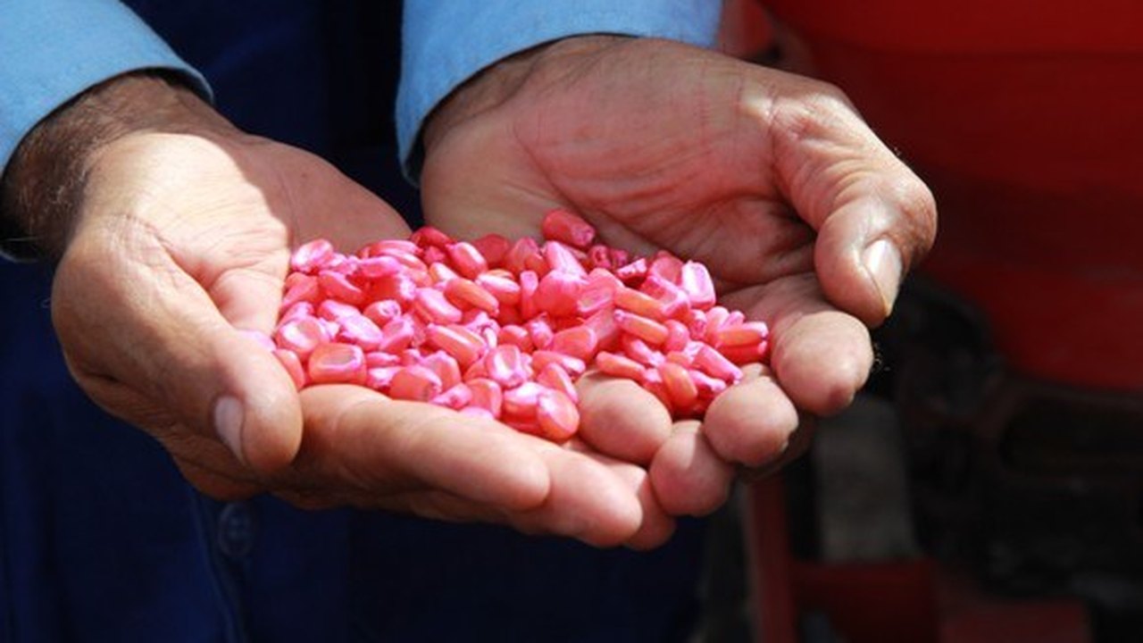 Alagoas investe na recuperação do cultivo de milho para garantir demanda