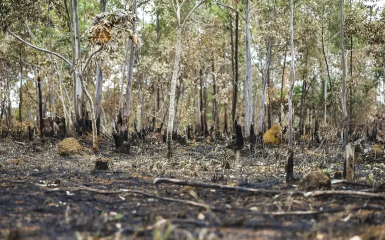 União Europeia classifica Brasil como país de risco padrão para desmatamento