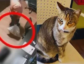 Ministério Público de Alagoas denuncia e pede prisão preventiva de acusados de matar a gata Camila Regina