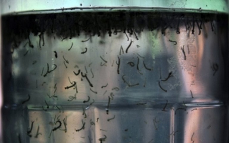 Estudos vão definir prioridades no combate à dengue