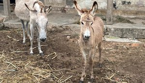 Homem é preso por praticar zoofilia contra animais silvestres e domesticados em Sergipe