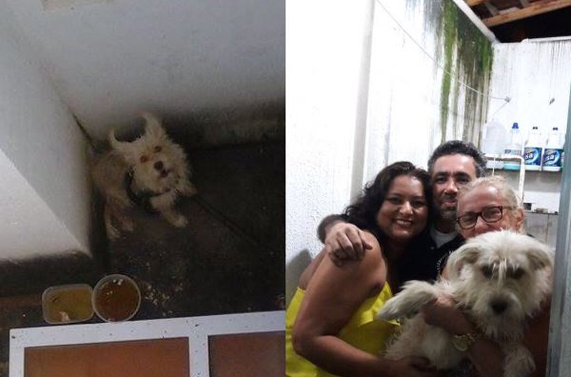 Comissão da OAB resgata cadela que estava há cinco dias sem comida e água