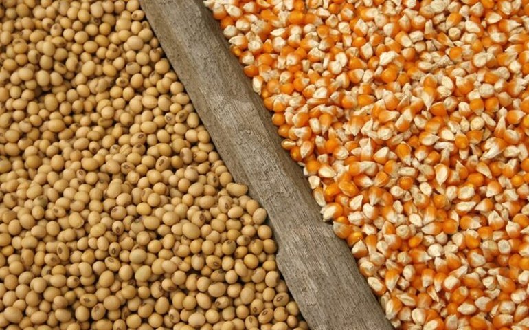 Nona estimativa para safra 2021/22 indica produção recorde de grãos, diz Conab