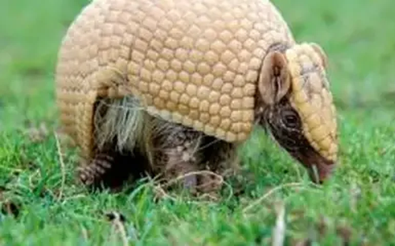 Jovem ilustrador brasileiro coloca tatu bola no divã e ganha prêmio internacional