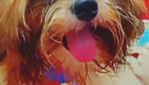 Cachorro da raça shih-tzu morre após ataque de pitbull em Aracaju