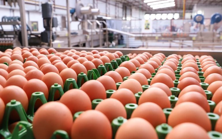 Trabalhador de granja no RS com foco de gripe aviária é isolado por suspeita de infecção