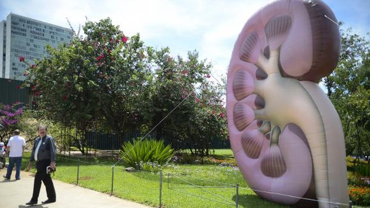 No Dia Mundial do Rim, campanha orienta sobre doenças