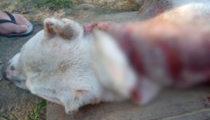 Homem mata cachorro com golpes de machado em Itaporanga d'Ajuda / Foto: Foto: Portal A8SE/Reprodução