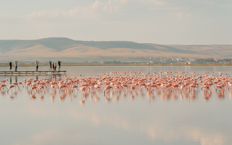 Lago da Crimeia se transforma em atração com chegada de flamingos-rosados
