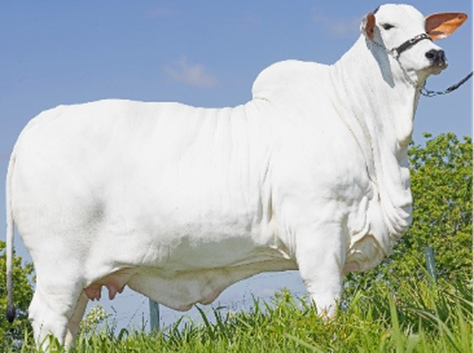 Leilão Casa Branca Top Class leva ao mercado as novas fêmeas Nelore premiadas e de alto potencial genético