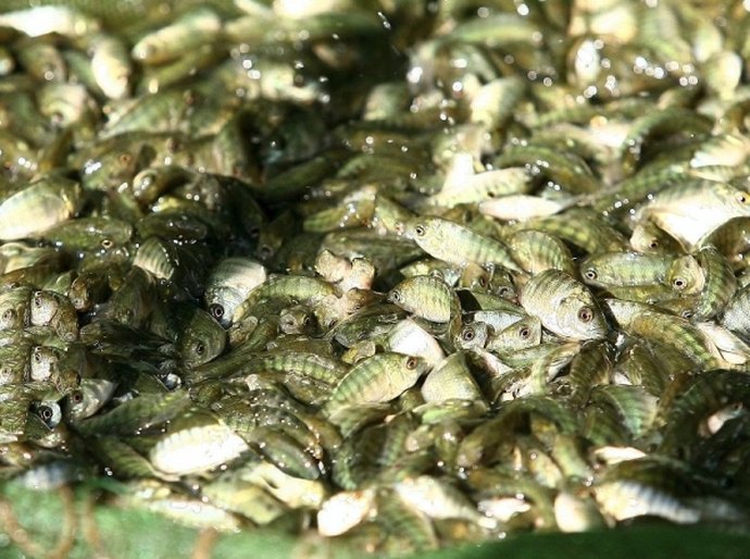 Iniciativa fomenta a produção e o manejo de peixes no Sertão alagoano