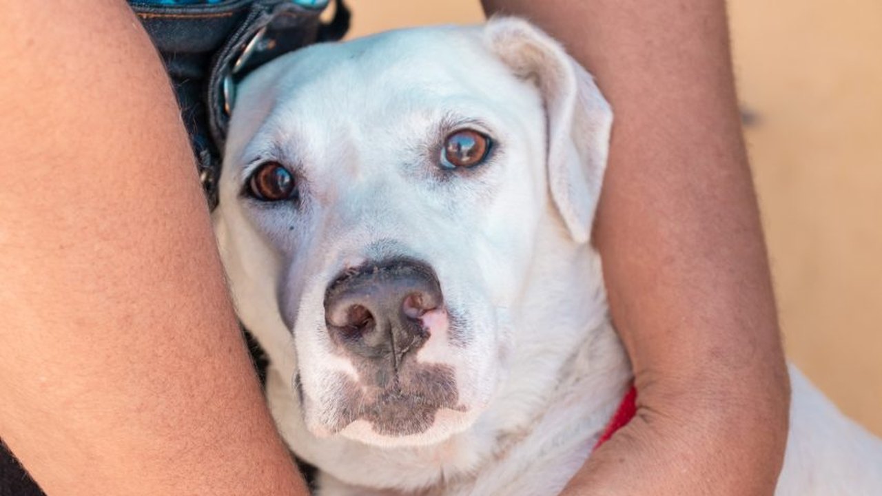 Cães também podem ter traumas psicológicos; veja como agir