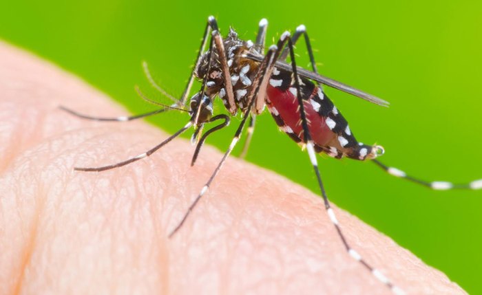 Em 2020, Alagoas já registrou 69 casos de dengue