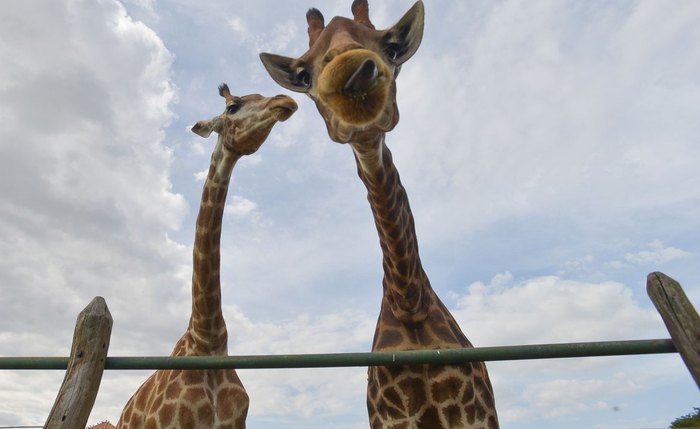 Girafas