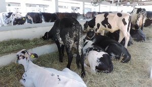 agropecuária