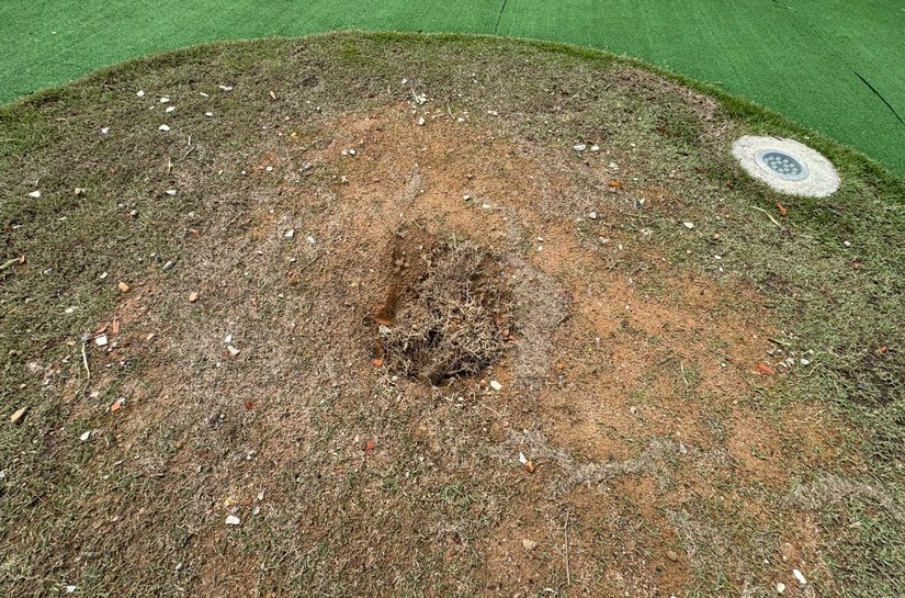 Muda de Ipê recém plantada no novo Mirante da Santa Amélia é furtada por populares