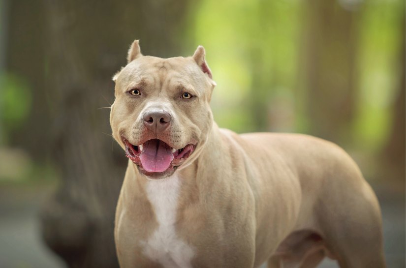 Sessão especial discutirá posse e circulação de cães considerados agressivos