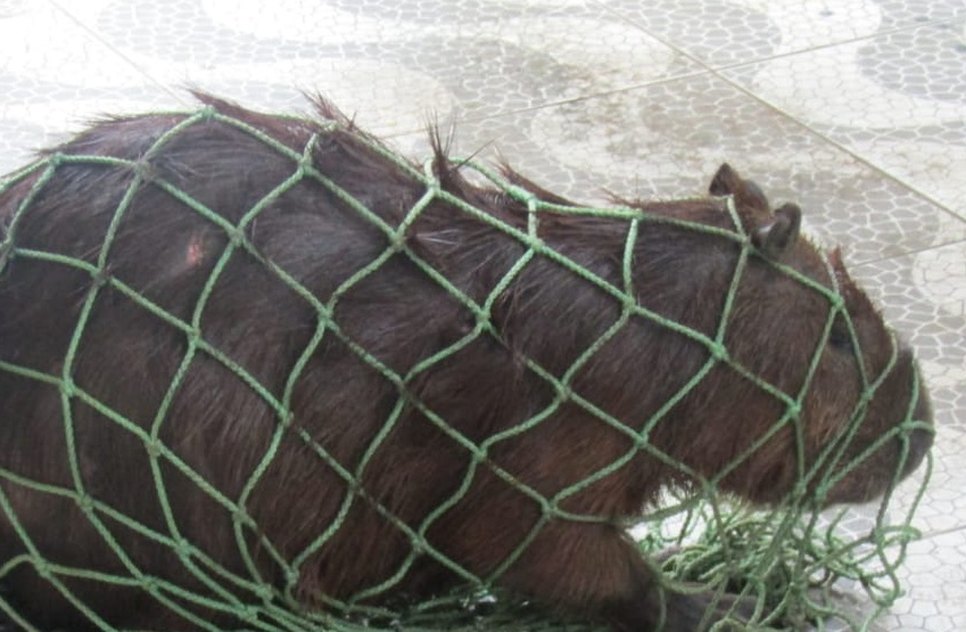 capivara