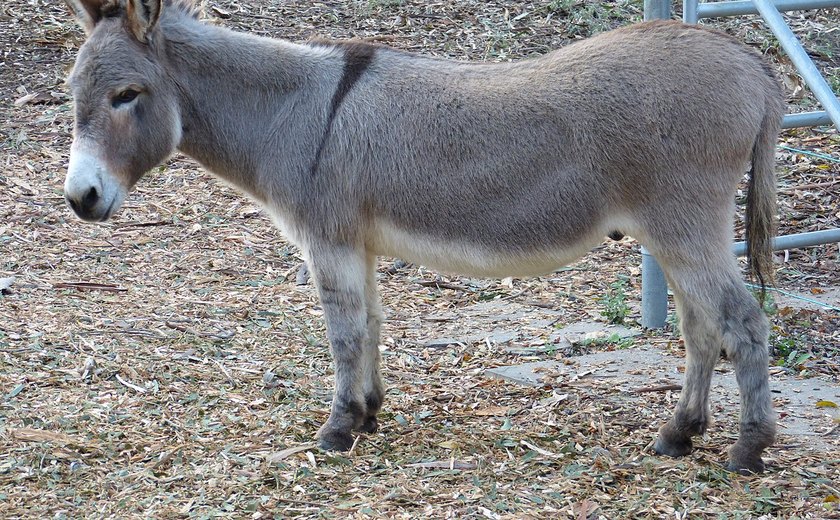 Burro que serviu de inspiração para 'Shrek' está doente e precisa da ajuda de fãs