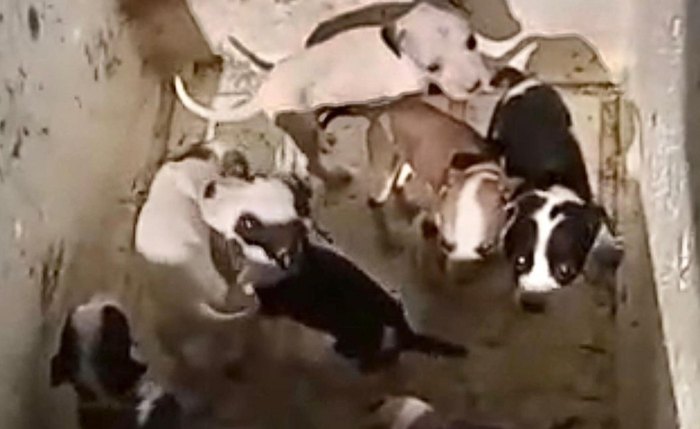 Filhotes abandonados