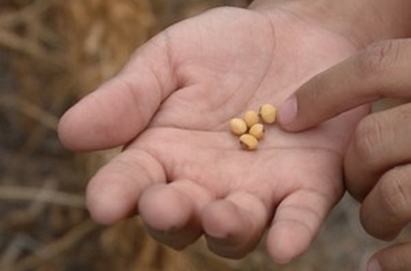 Canapi distribui mais 18 mil Kg de feijão, milho e sorgo para agricultores