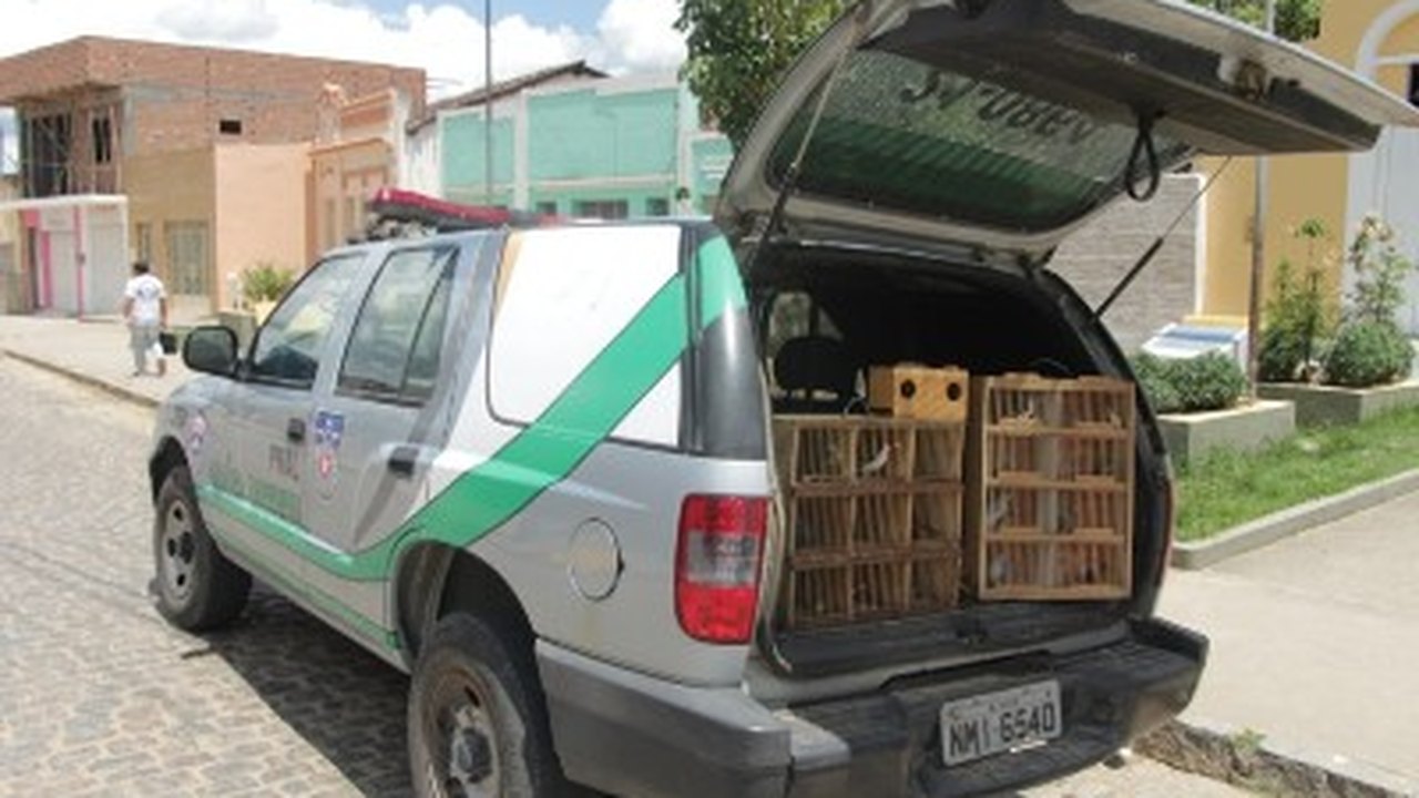Batalhão de Polícia Ambiental apreende pássaros silvestres em Viçosa