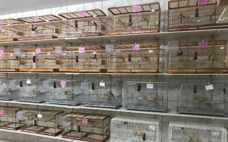 IMA/AL alerta sobre regras para a criação amadora de passeriformes