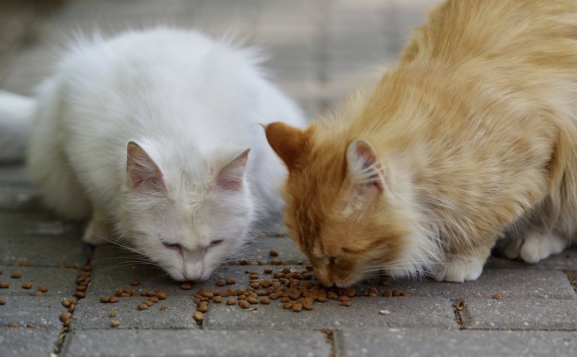 Entre o instinto e a seletividade: os hábitos alimentares dos gatos