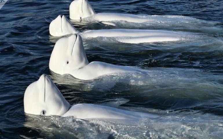 Belugas alinhadas exibem sincronia perfeita durante o treinamento
