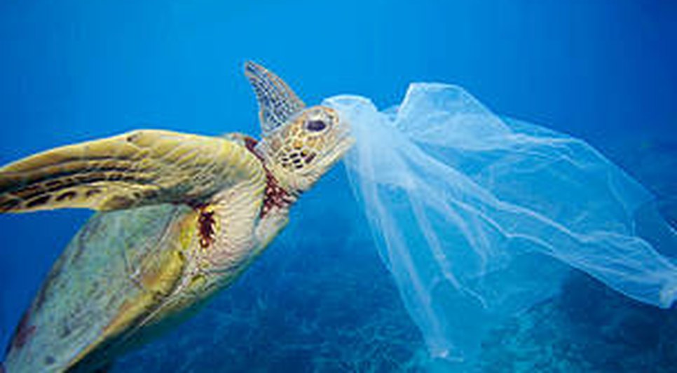 WWF TARTARUGA