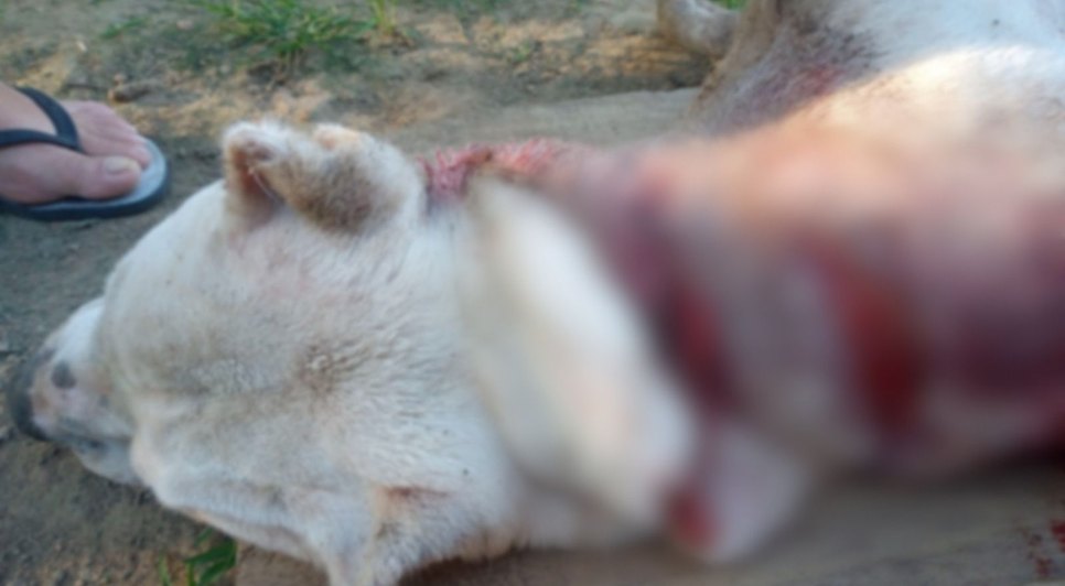 Homem mata cachorro com golpes de machado em Itaporanga d'Ajuda / Foto: Foto: Portal A8SE/Reprodução