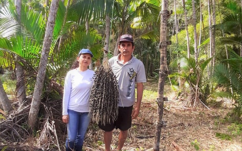 Assentados de Maragogi produzem polpa e café de açaí