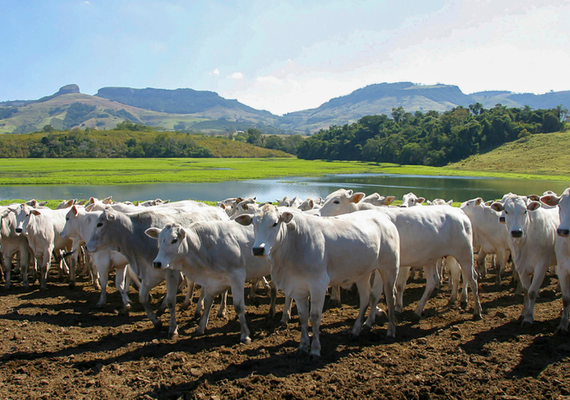 Exportações de gelatina e colágeno para El Salvador são liberadas