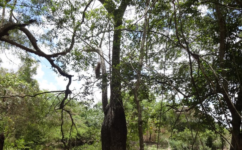 Barriguda faz parte das espécies nativas plantadas pelo Projeto Alagoas Mais Verde