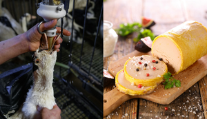 Técnica de produção do foie gras consiste na alimentação forçada para o aumento do fígado de aves