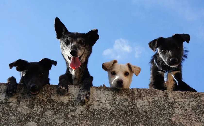 Lei de bem-estar animal na Espanha multa em 10 mil euros quem deixar cão mais de 24 horas sozinho; entenda