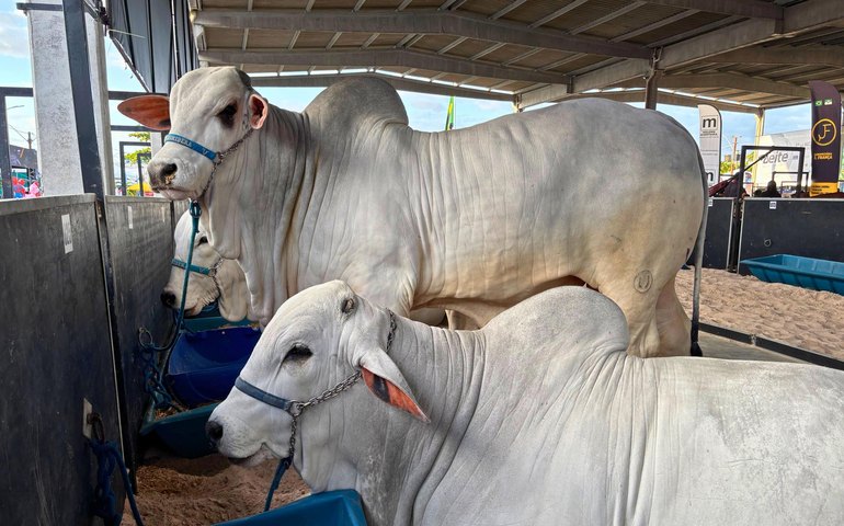 Seagri e Adeal lançam Campanha de Atualização Cadastral do Rebanho 2025 no Parque da Pecuária