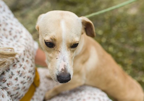 Gabinete da Causa Animal reforça a importância da vacinação para os pets