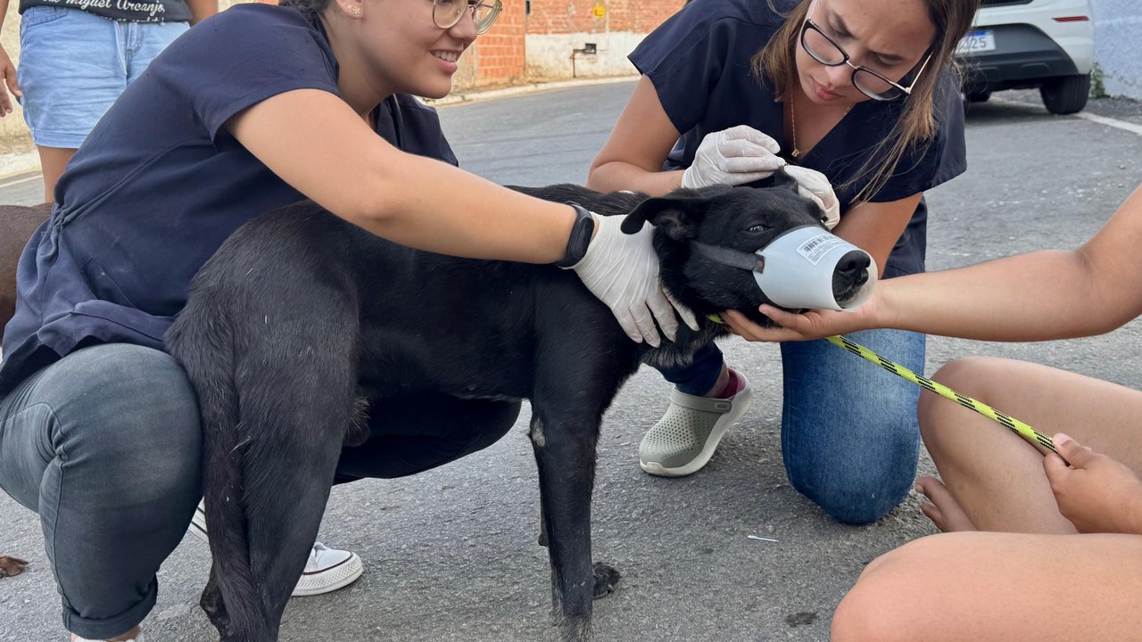 Lei estadual que garante proteção e o bem-estar dos animais já está em vigor