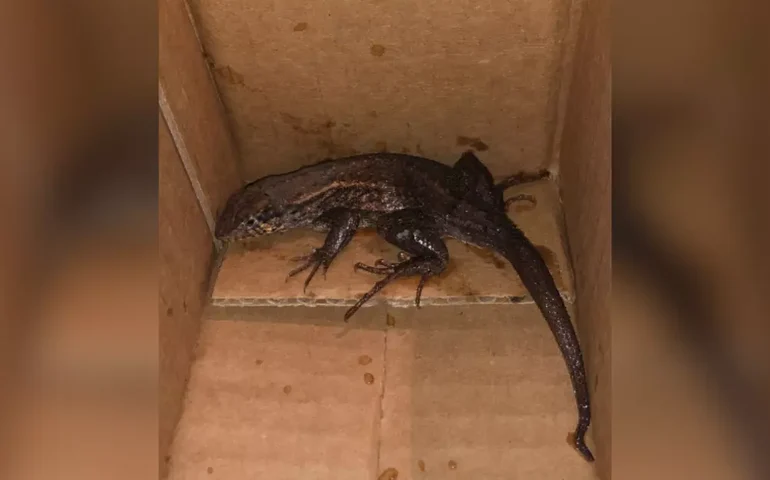 Colômbia: mulher compra AirFryer online e pacote vem com um lagarto dentro; assista ao vídeo