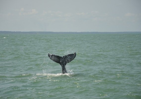 Baleias são vistas no Pontal do Peba em Alagoas