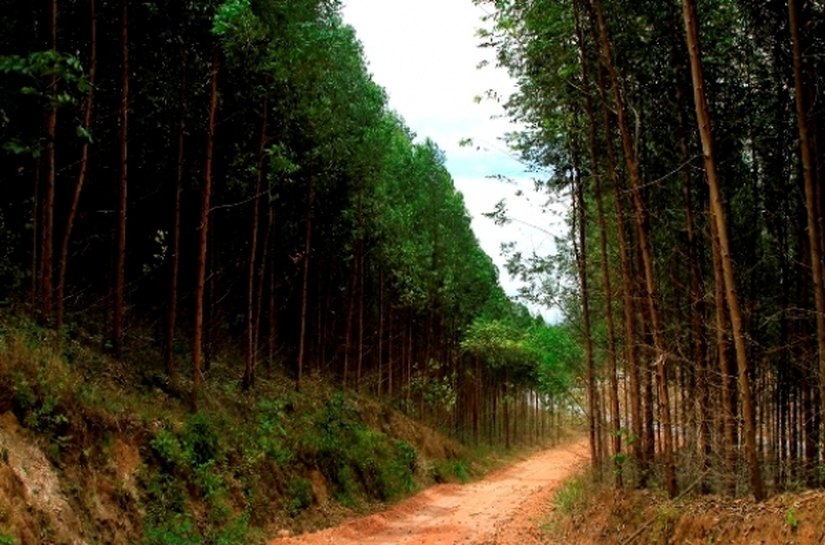 BNDES libera mais de R$ 25 milhões para implantação da Duratex