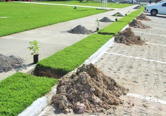 Área externa do Detran/AL recebe 180 mudas de Craibeiras e Ipê-Roxo