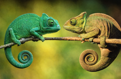 Só há uma oposição em Alagoas