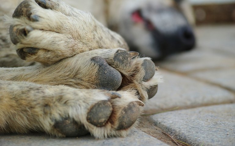 A difícil decisão pela eutanásia de um pet