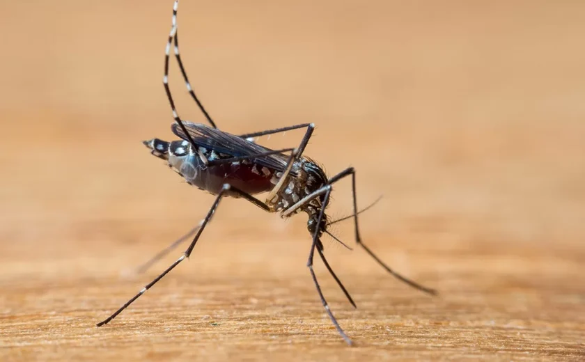 Está com dengue? Saiba se é necessário fazer isolamento social