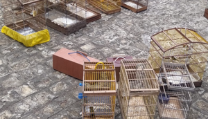 16 aves silvestres mantidas em cativeiro para comércio ilegal são apreendidas no município de Lagarto / Foto: Foto: Polícia Militar/SE