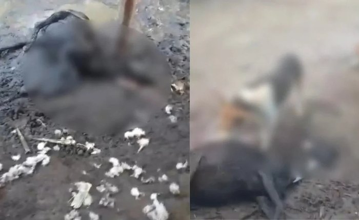 Morte de ovelhas sem explicação assusta moradores na zona rural de Atalaia