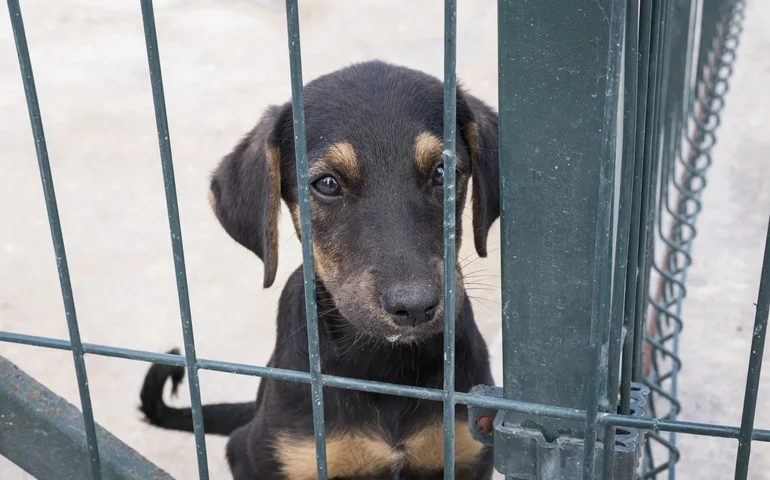 Parlamento sul-coreano proíbe comércio de carne de cachorro